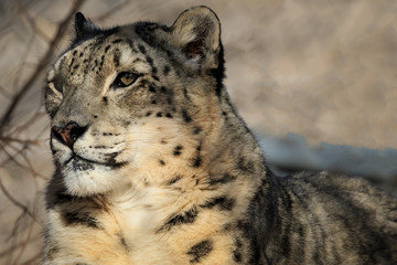 Naklejka premium Snow Leopard Portrait