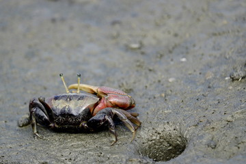 Fototapeta na wymiar fiddler crab