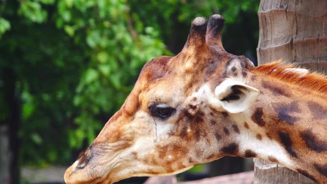 giraffe close up face eating  Leaves