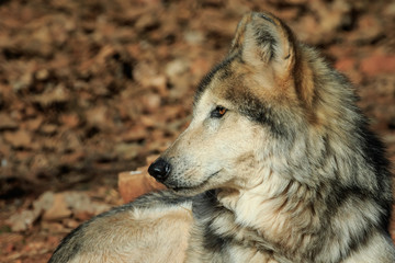 A Dignified Mexican Wolf at Rest