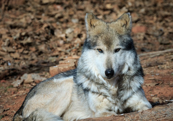 A Dignified Mexican Wolf at Rest