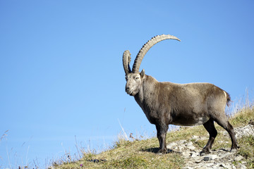 Steinbock / Steinböcke