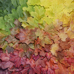 Autumn background of multicolored fall maple leaves.