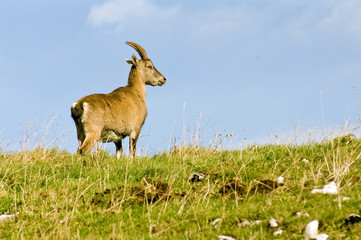 Steinbock / Steinböcke