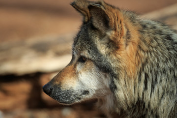 A Dignified Mexican Wolf at Rest