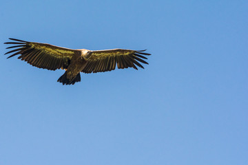 Uvac, Serbia 03, august 2017: Griffon vulture flying