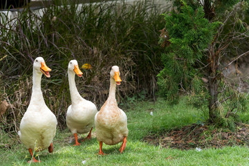 Three ducks walk in a grass parade.