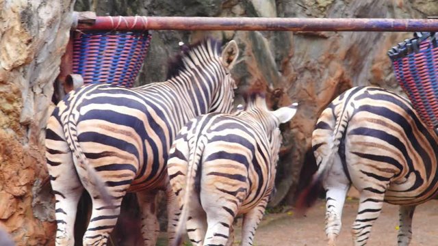 Zebra ass