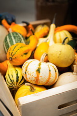 colorful ornamental pumpkins, gourds and squashes in the market