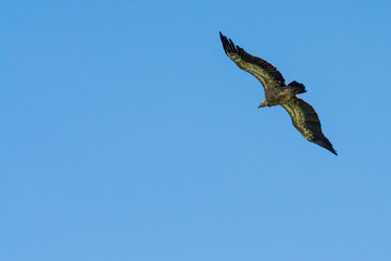 Uvac, Serbia 03, august 2017: Griffon vulture flying