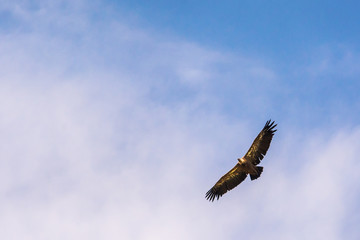 Uvac, Serbia 03, august 2017: Griffon vulture flying