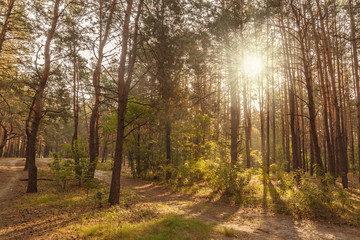 The rays of the sun in the autumn forest