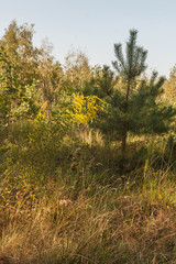 Solidago canadensis on a background of pines
