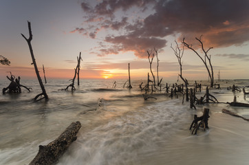 Beautiful and calm beach with dead mangroves during sunset