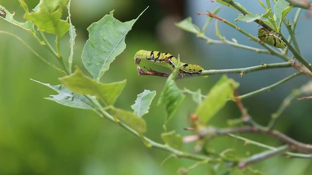 Many caterpillars eat lemon leaves until they are fat to molt.