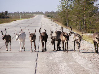 reindeer © Руслан Зиятдинов