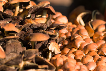 wood mushrooms