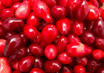 red dogberry