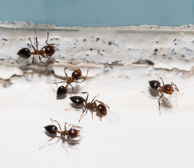 ants on the wall