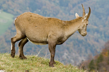 Steinbock / Steinböcke