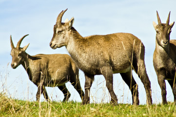 Steinbock / Steinböcke