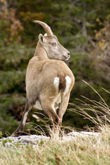 Steinbock / Steinböcke