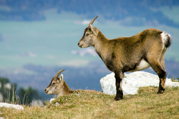 Steinbock / Steinböcke