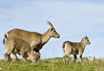 Steinbock / Steinböcke