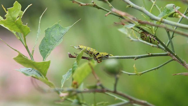 Many caterpillars eat lemon leaves until they are fat to molt.