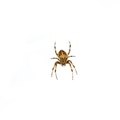 spider isolated on white background