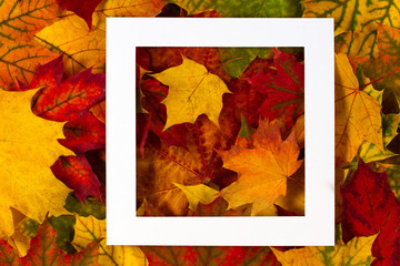 Creative layout made of colorful autumn fall leaves with white frame