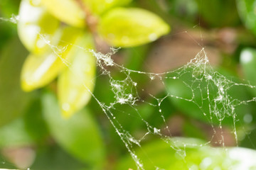 Spider Web After Rain