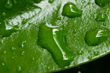 Raindrops on Leaf