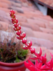 Red flower in Cuzco