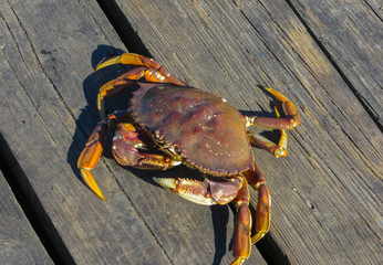 sea crabs, on the shore of the Pacific Ocean. September 2015.Vancouver
