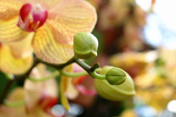 Orchid with buds