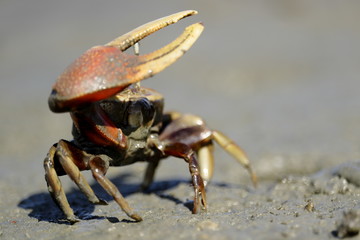 fiddler crab