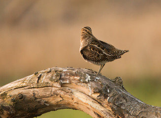 common snipe (Gallinago gallinago)