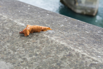 Blatt auf grauem Hintergrund 