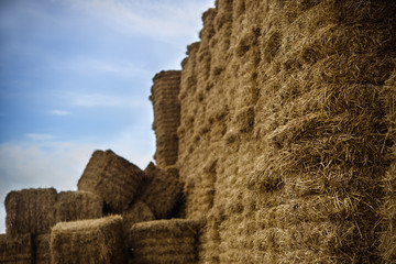 hay packed rectangular sheaves on the field