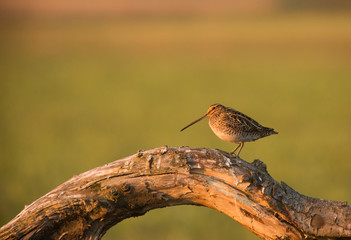 common snipe (Gallinago gallinago)