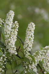 Gewöhnliche Traubenkirsche (Prunus padus), Blüten 