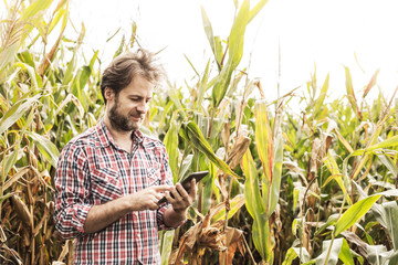 Farmer working on (using) tablet in front of corn field © pinkyone