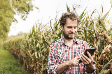 Farmer working on (using) tablet in front of corn field