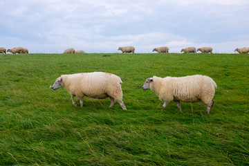 Fototapeta premium Sheep on a dike on the North Sea coast, between Bensersiel and Neuharlingersiel, Germany