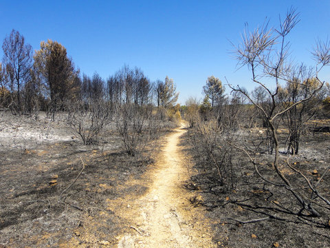 Incendie de for&ecirc;t