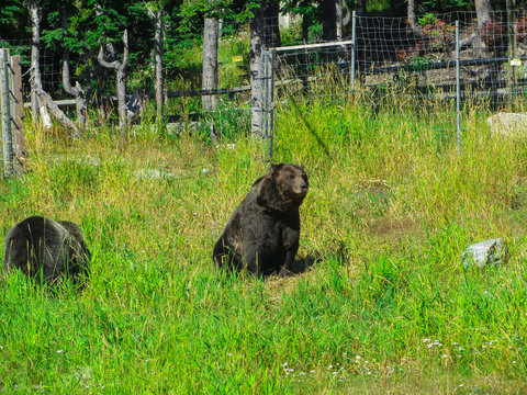 Brown bears in a national park near Vancouver.2015yers.