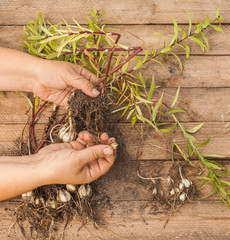 Hands gardener divide the bulbs of lilies Asiatic hybrids