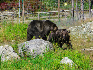 Brown bears in a national park near Vancouver.2015yers.