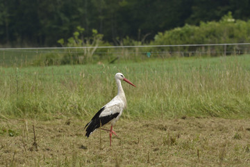 Obraz na płótnie Canvas White Stork ( Ciconia ciconia )